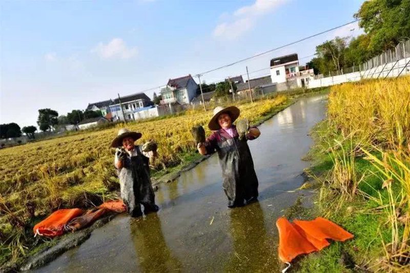 新塍镇农场:乡村里的田园诗篇